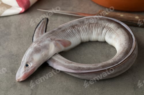 Preview: Fresh raw european conger eel