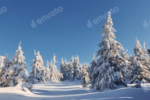 Preview: Sunny weather. Magical winter landscape with snow covered trees at daytime