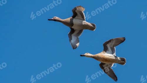 Preview: Wild ducks. Flock of birds in flight against a sky.