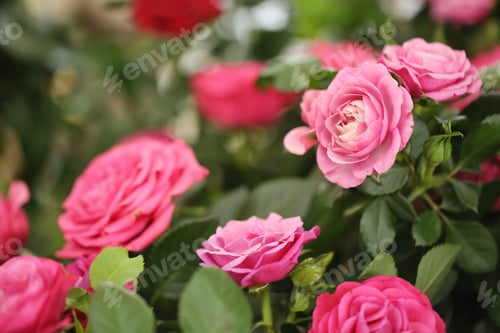 Preview: Beautiful blooming roses, closeup