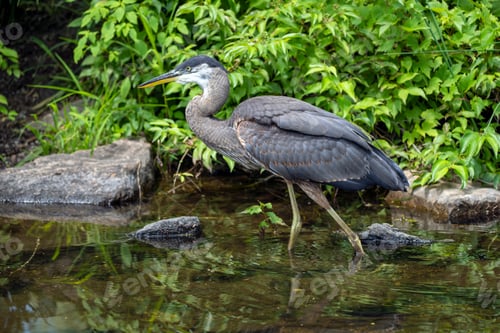 Preview: Great Blue Heron fishing in Marsh