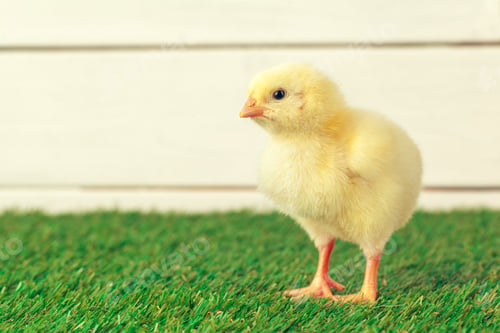 Preview: Little chicken on the grass