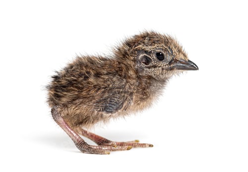 Preview: Baby quail chick standing on white background