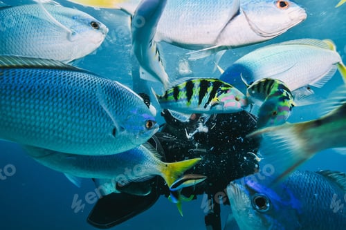 Preview: many fish close to a scuba diver