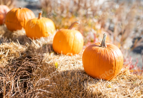 Preview: orange vegetable pumpkin for halloween hay hay