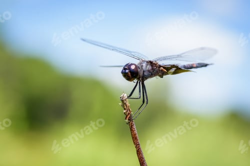 Preview: Dragonfly closeup