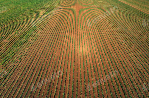 Preview: Aerial shot of green corn sprout field from drone pov high angle view
