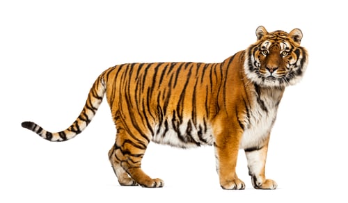 Preview: Tiger isolated