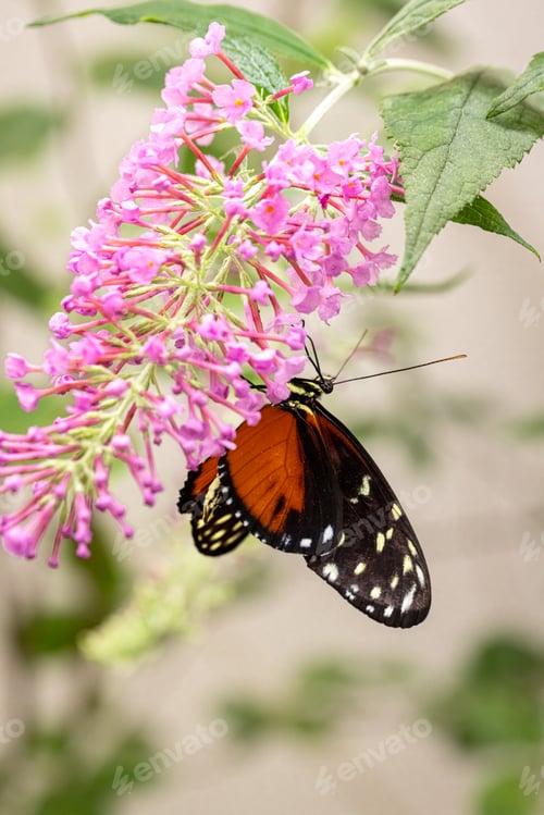 Preview: Rare butterfly Heliconius hecale as biodiversity in nature.