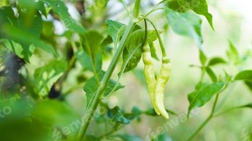 Preview: young chilli green color on tree