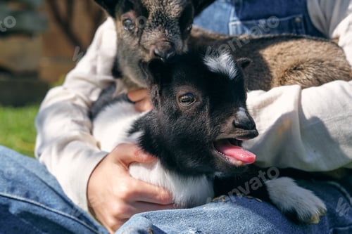 Preview: Anonymous person caressing adorable little goats on lawn in farm