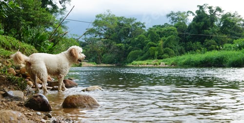 Preview: White dog on the banks of a river in the forest