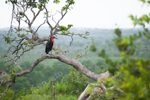 Preview: Ground Hornbill, Bucorvus leadbeateri, sits on a branch