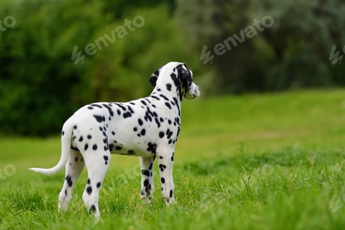 Preview: Dalmatian dog outdoors in summer