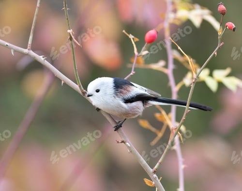 Preview: Long-tailed tit, Aegithalos caudatus. There's a bird sitting on a briar branch