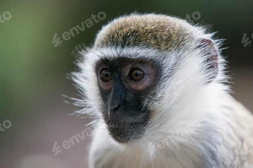 Preview: Vervet Monkey