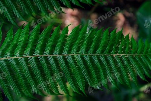 Preview: Dark green fern in thailand national park