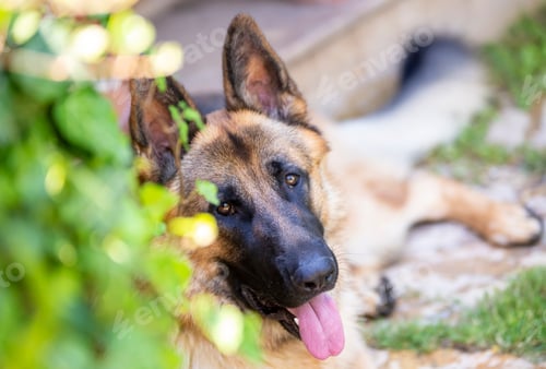 Preview: Pet animal; german wolf dog in garden.