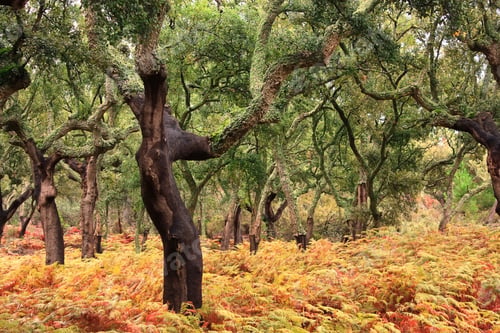 Preview: Beautiful view on the plantation of cork trees with crumbled bark in autumn. Portugal
