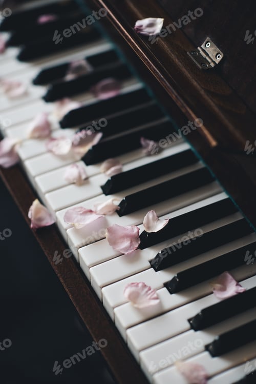Preview: Piano keys with rose petals in dark closeup