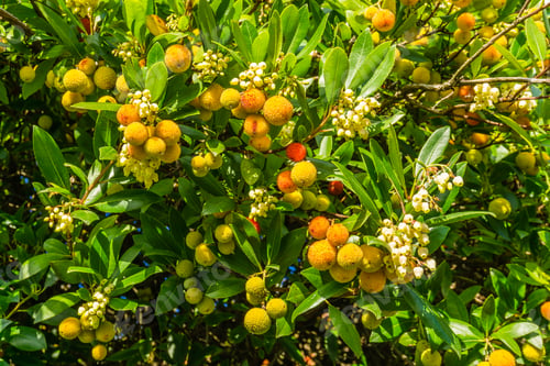 Preview: Orange Bulbs And White Flowers On A Tree At Lincoln Park In West Seattle, Washington.