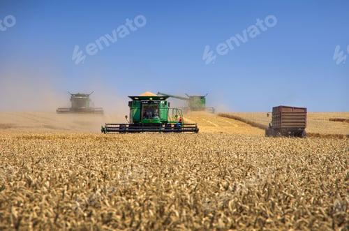 Preview: Ternopil region, Ukraine - July 16, 2024: Combine harvesters during the wheat harvest at Ukraine