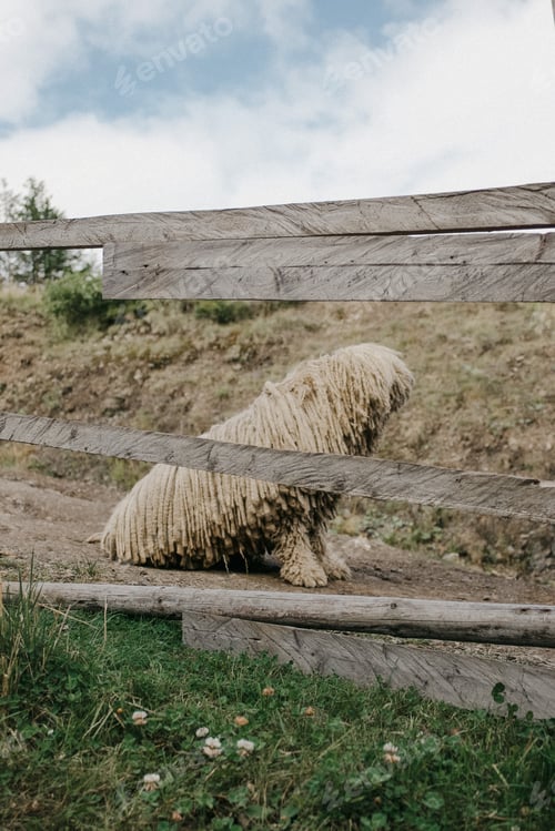 Preview: cute dog komandor (hungarian shepherd dog) outside behind the fence, loyal companion