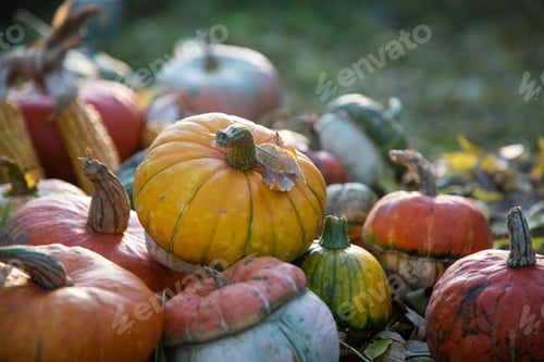 Preview: pumpkins in autumn Thanksgiving card