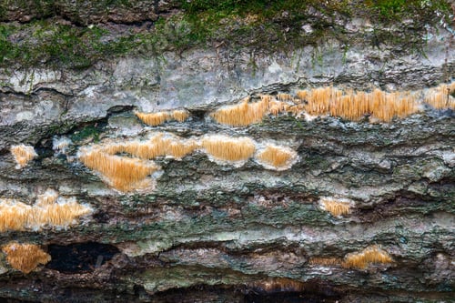 Preview: Ochre Spreading Tooth (Steccherinum Ochraceum). Called Toothed Crust Fungus Also