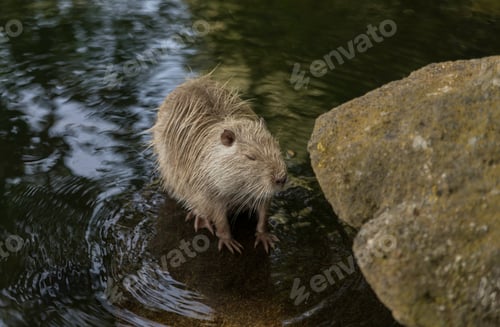 Preview: a female animal looking like a beaver but it is a coyou in germany in the wild