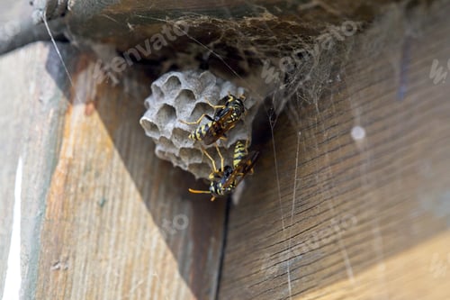Preview: Giant hornets on the nest