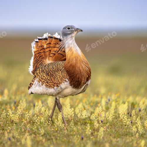Preview: Great Bustard Walking in Grassland