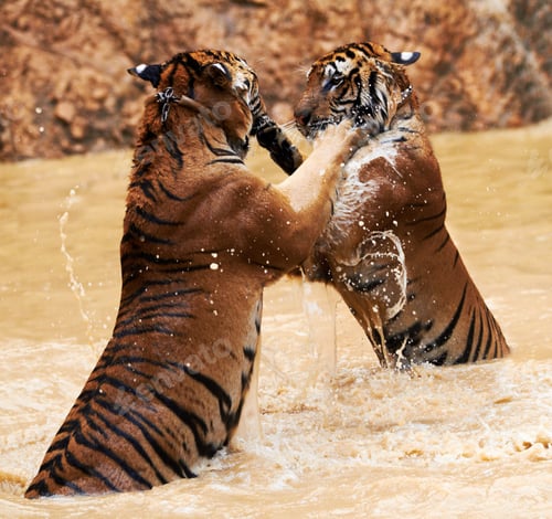 Preview: Tiger vs tiger