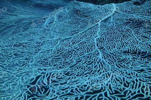 Preview: Details of the blue soft coral seafan