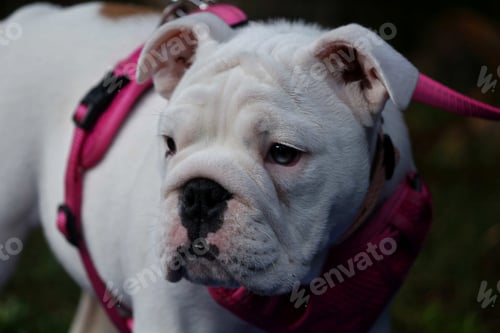 Preview: Closeup portrait of a white bulldog puppy with a pink collar