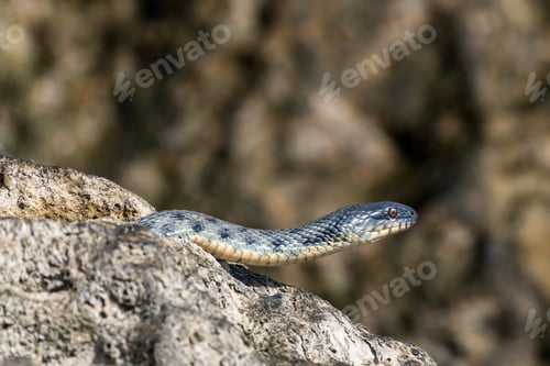 Preview: Beautiful water snake in natural habitat