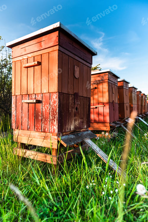 Preview: Beehive in Meadow at Summer. Organic Honey Production