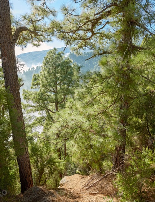 Preview: Pine forest in the mountaions of La Palma