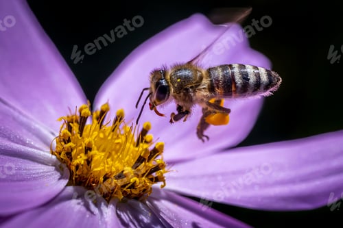 Preview: Closeup shot of a bee flying to the flower to take nectar from it