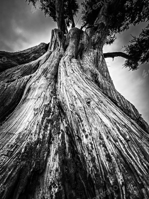Preview: Ancient cedar tree