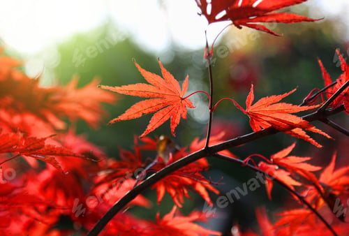 Preview: Bright red Japanese maple or Acer palmatum leaves on the autumn garden