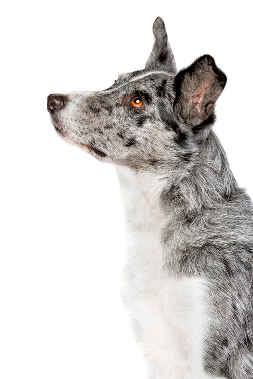Preview: dog