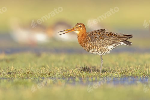 Preview: Calling Black Tailed Godwit with Bright Background