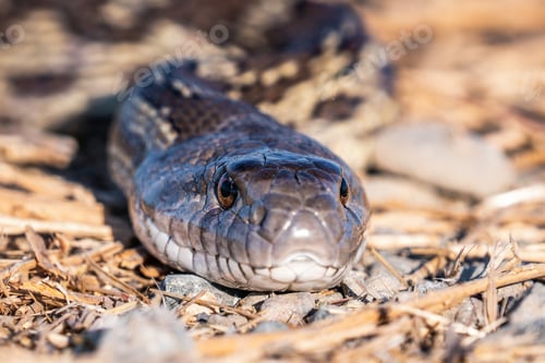 Preview: Pacific Gophersnake head close up