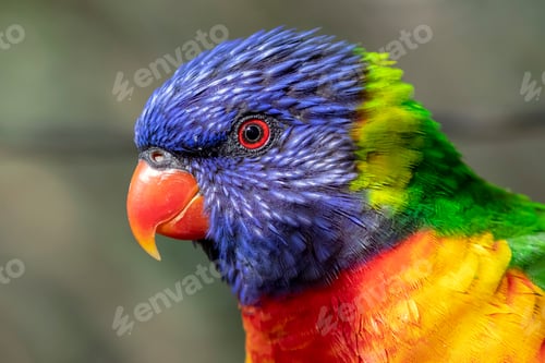 Preview: Rainbow lorikeet portrait