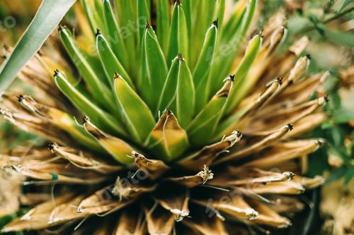 Preview: Agave plant in a botanical garden, close-up.