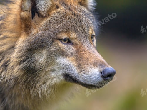 Preview: portrait of European Wolf