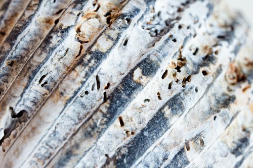 Preview: A macro shot of a seashell