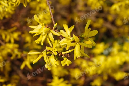 Preview: Closeup of yellow Forsythia Oleaceae