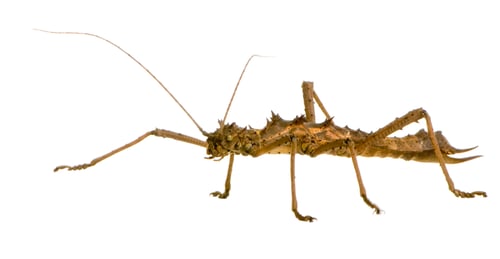 Preview: stick insect, Phasmatodea - Aretaon Asperrimus